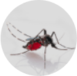 Teste de Dengue